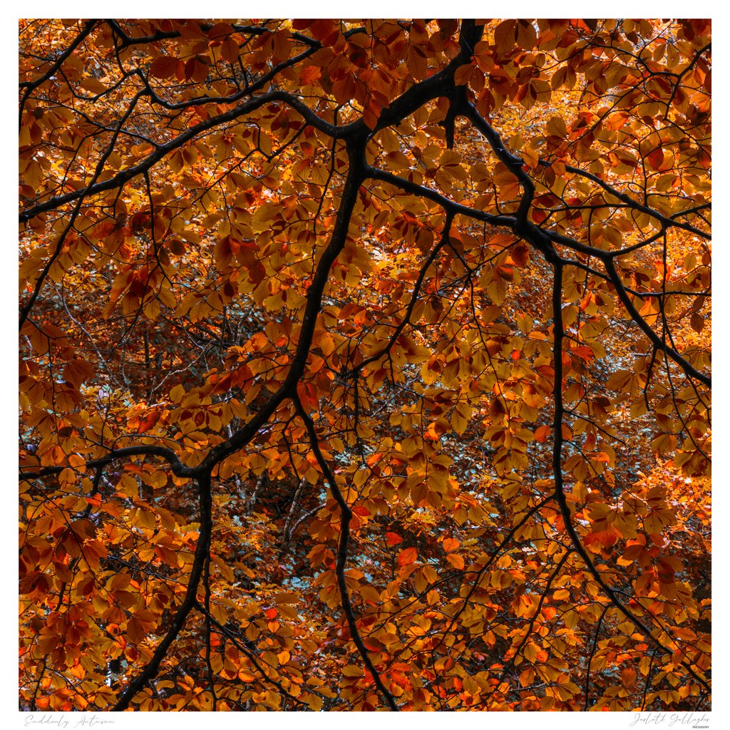 Don't believe your eyes

It is Autumn, I swear ;-)

@nikcollection @nikon @TamronUK
@Benro_UK @kasefiltersuk @Lightroom

#autumnleaves #tollymore #abstract #lookingup #folliage #contrast #filltheframe #trees #branches #woodland