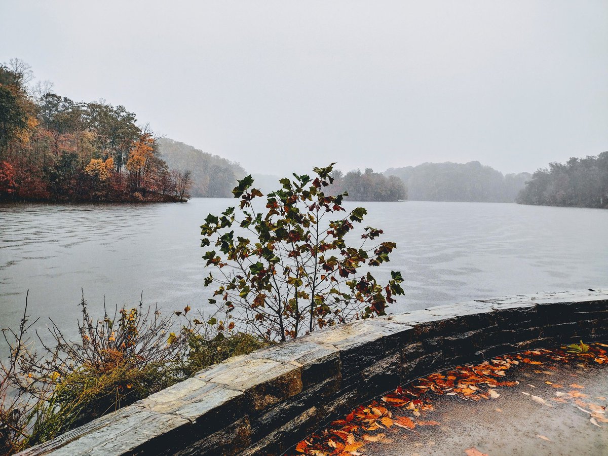 Elnigma3's tweet image. Lovely #LakeNeedwood in the rain today . We also went to #BreadCorner and #PurpleNarwhal  So we got pastries, a Wall of Voodoo Ring of Fire single LP, and a gay magician-demon romance manga.