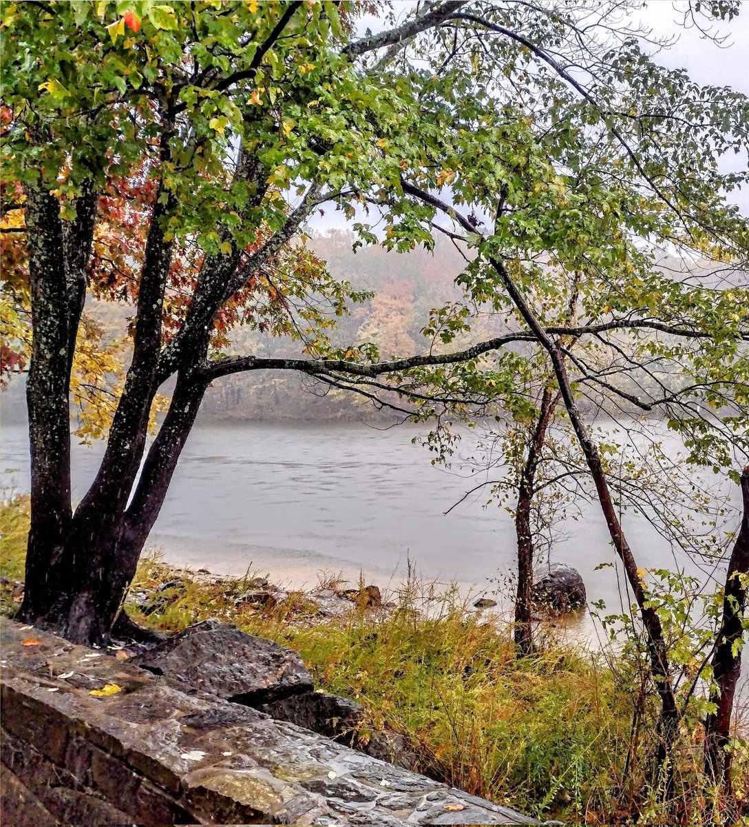Elnigma3's tweet image. Lovely #LakeNeedwood in the rain today . We also went to #BreadCorner and #PurpleNarwhal  So we got pastries, a Wall of Voodoo Ring of Fire single LP, and a gay magician-demon romance manga.