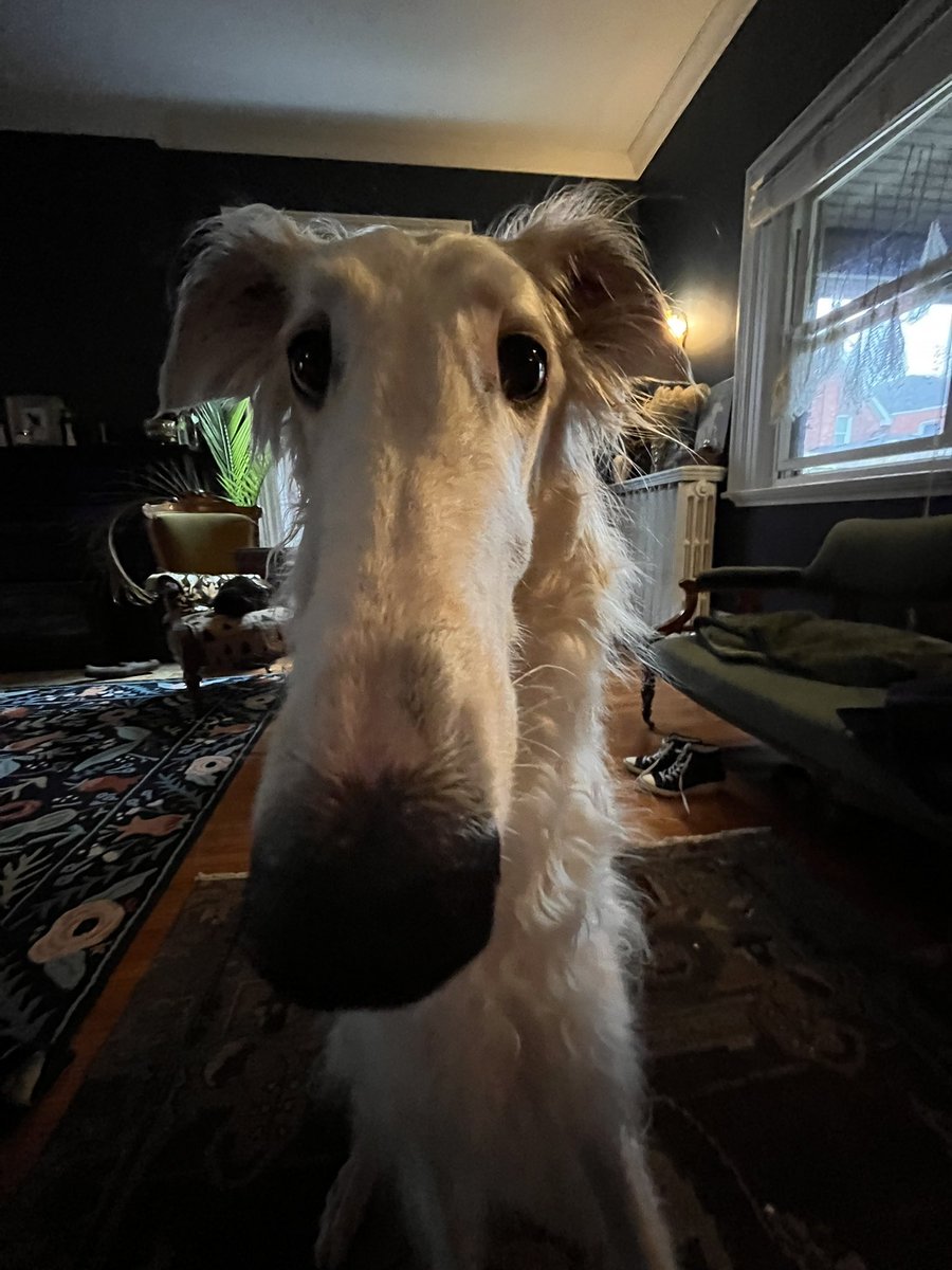 loop_snoot's tweet photo. N O O D L E https://t.co/e2azWsSchK