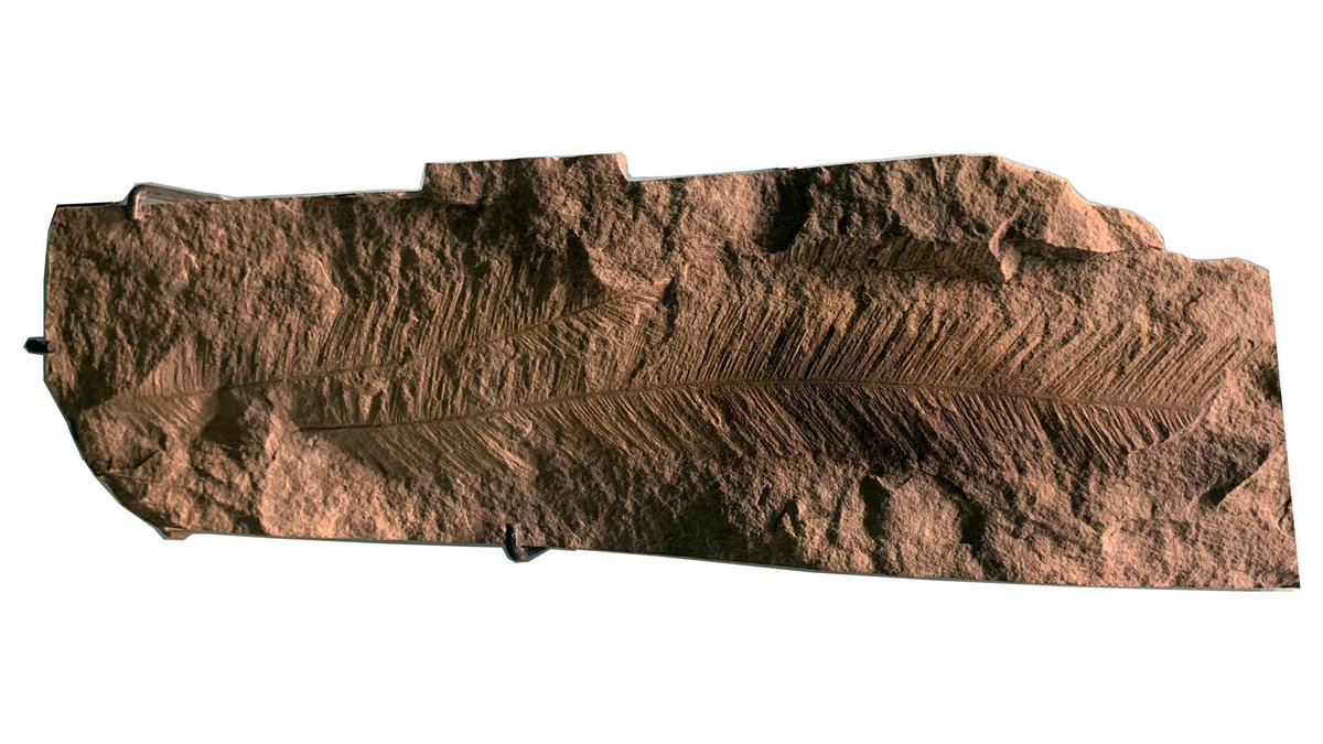 Photograph of a rock specimen showing two feather-shaped Plumalina fossils.