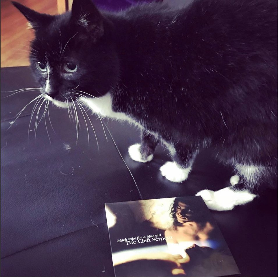 BlackTapeSam's tweet photo. Black Tape For A Blue Girl's The Cleft Serpent poses with #NovaKitty #ProjektKitty for #nationalcatday #nationalcatday2021 #tuxies #tuxiesoftwitter #tuxie @ProjektRecords #TheCleftSerpent https://t.co/6sqmB03bQL
