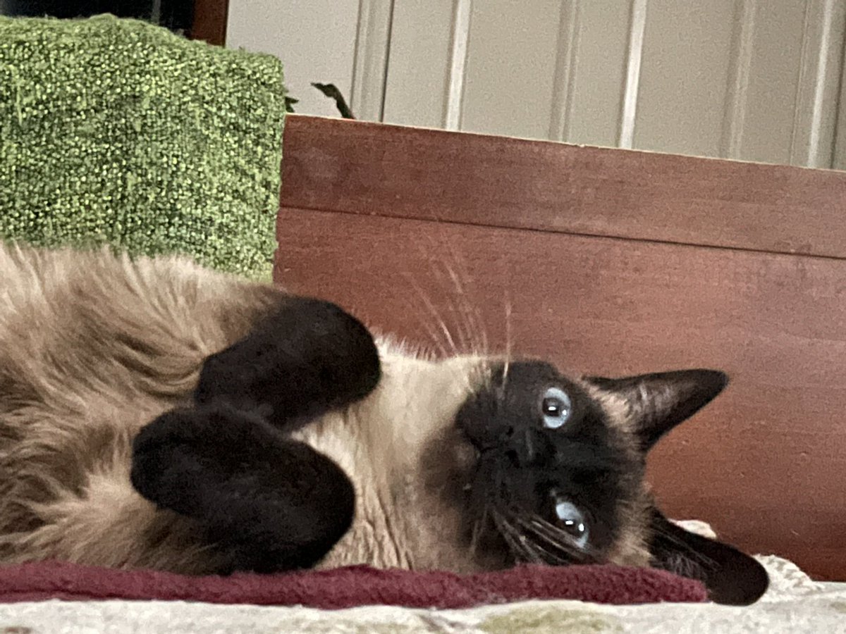 rose_horse_lady's tweet photo. Happy #NationalCatDay #sinju #siamesecat #CatsofTwittter https://t.co/Ne1Af3KIDP