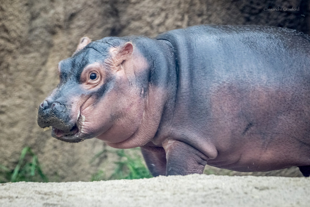 CincinnatiZoo tweet picture