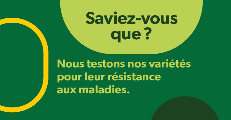 Saviez-vous que nous testons nos variétés pour leur résistance aux maladies dans ce que nous appelons nos « pépinières à maladies »?