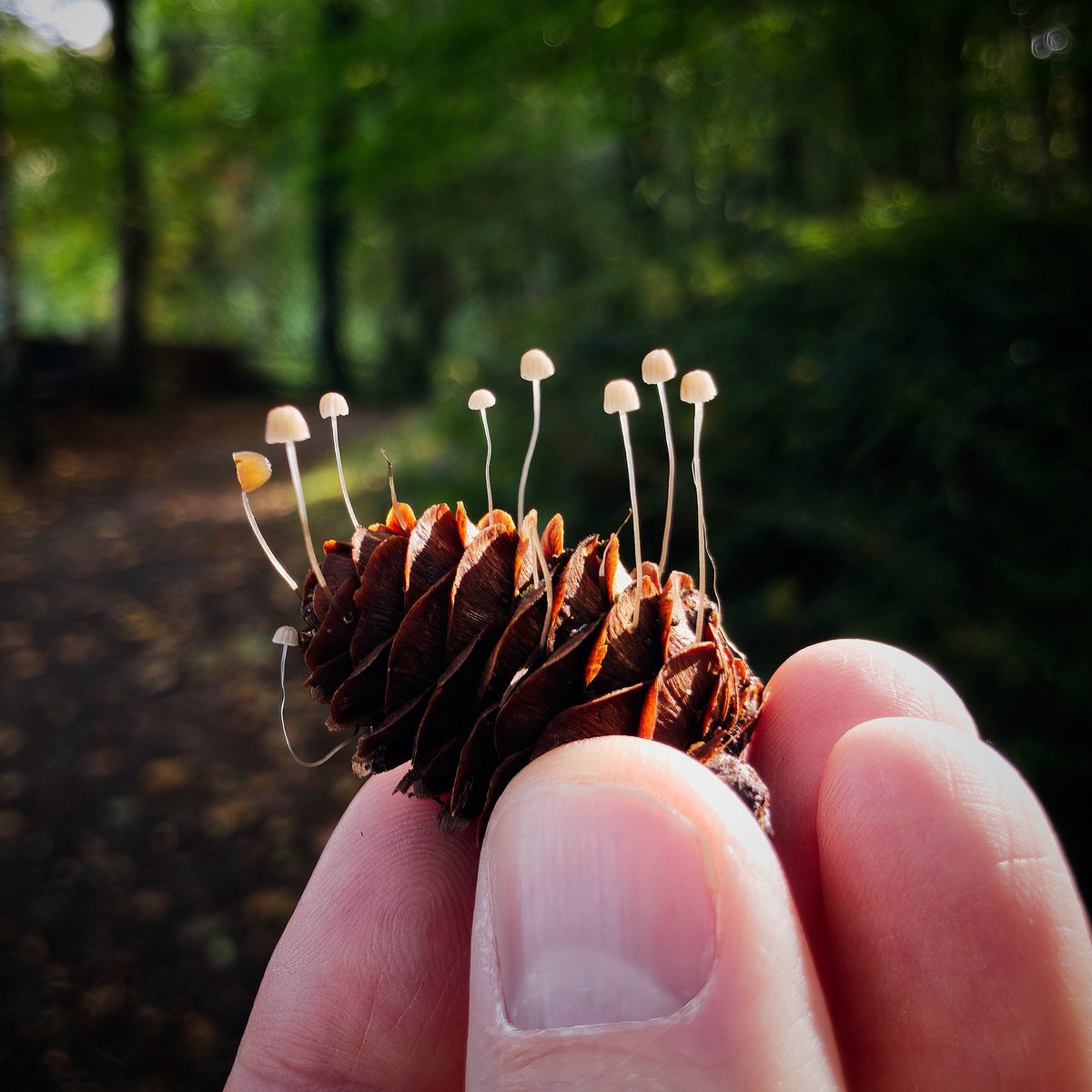 WWTworldwide's tweet photo. The incredible diversity of fungi is one of our very favourite things about #Autumn 🍄

@BBCSpringwatch #Autumnwatch 

📸 @belfastroadster https://t.co/5PnLfh3qzn