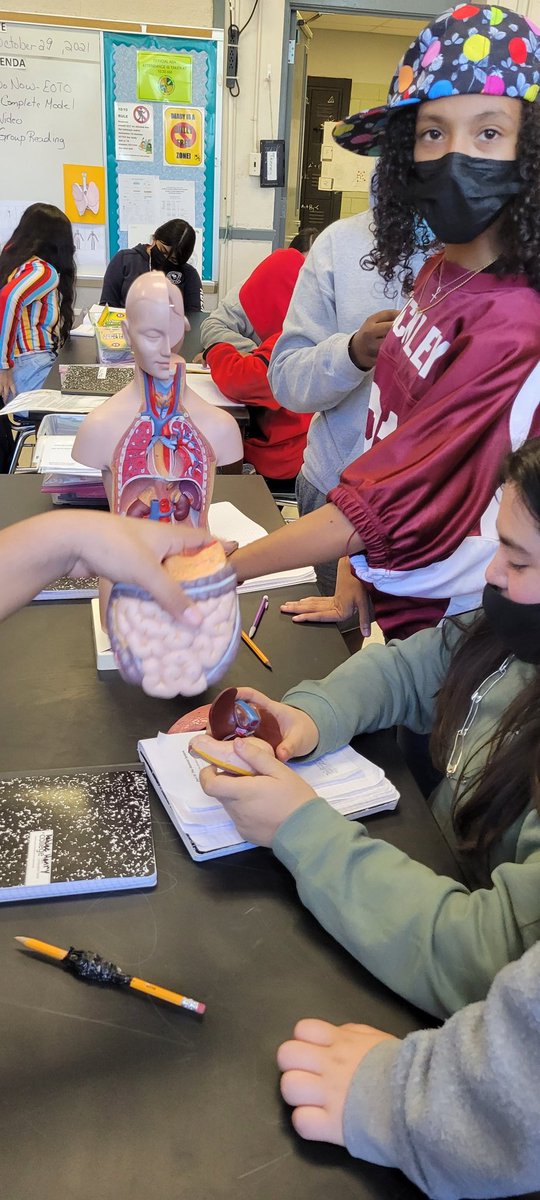 The process of learning about your body systems can be fun! How DO the  systems work together?? <a href="/AEMA_JDMS/">Academy of Energy, Medicine and Aerospace at JDMS</a>