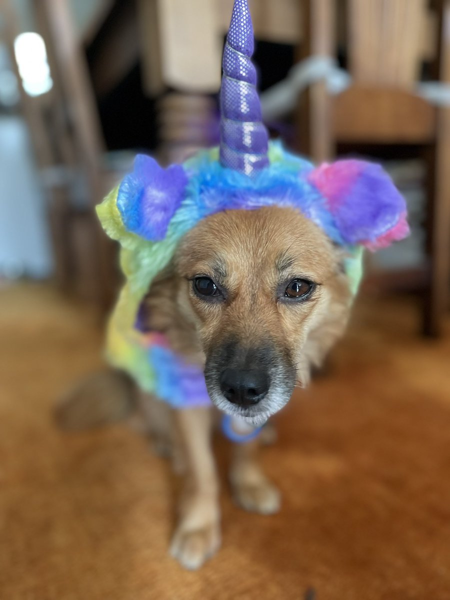 vfx_starship's tweet photo. Who's pets are getting ready for Halloween? 

#UniDog #Halloween #Unicorn https://t.co/zY3EAL1MxX