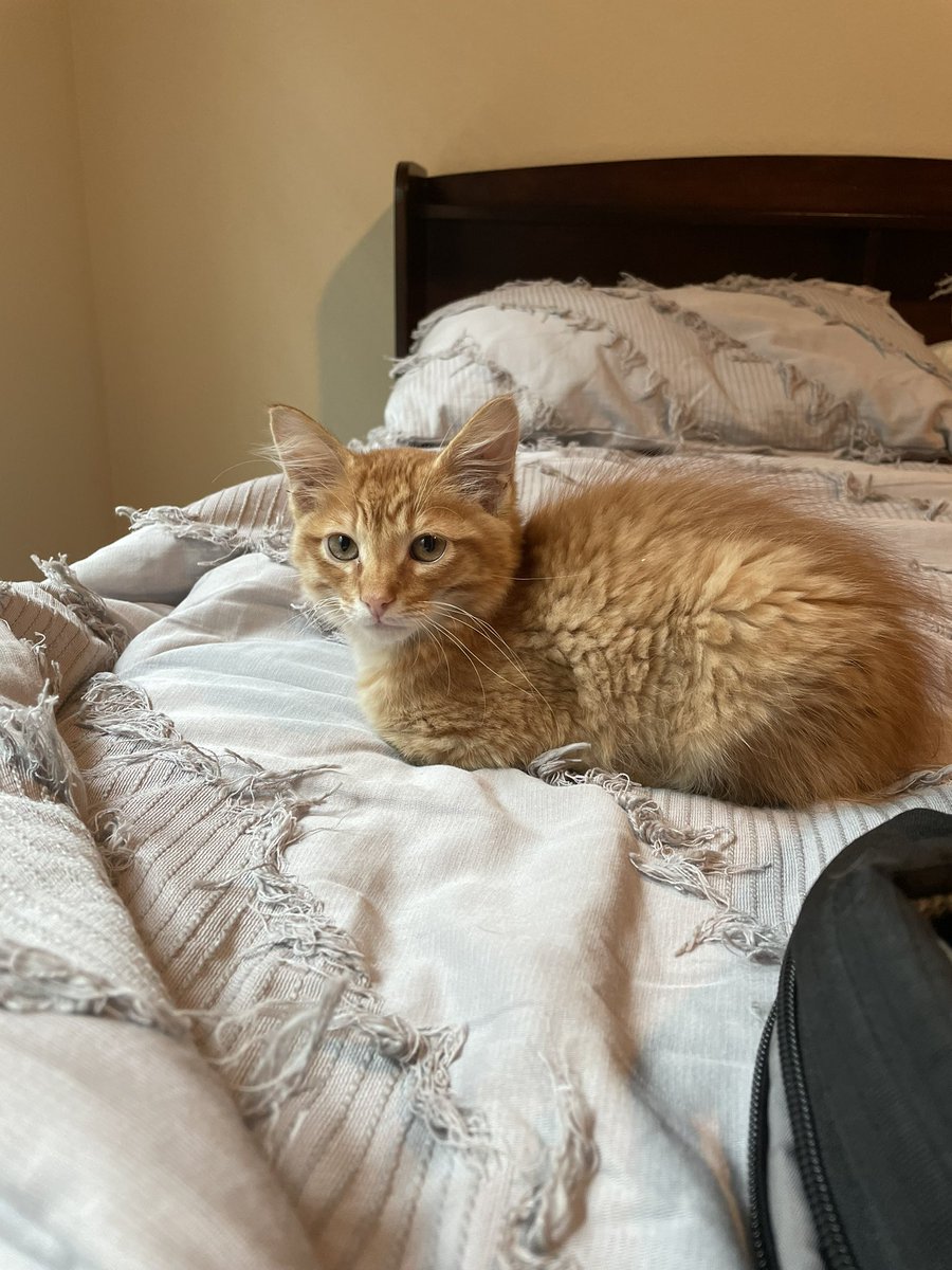 HeidiLynn971's tweet photo. Happy #NationalCatDay from my babies, Duck and Goose 🥰 https://t.co/A9hIQR0m8K