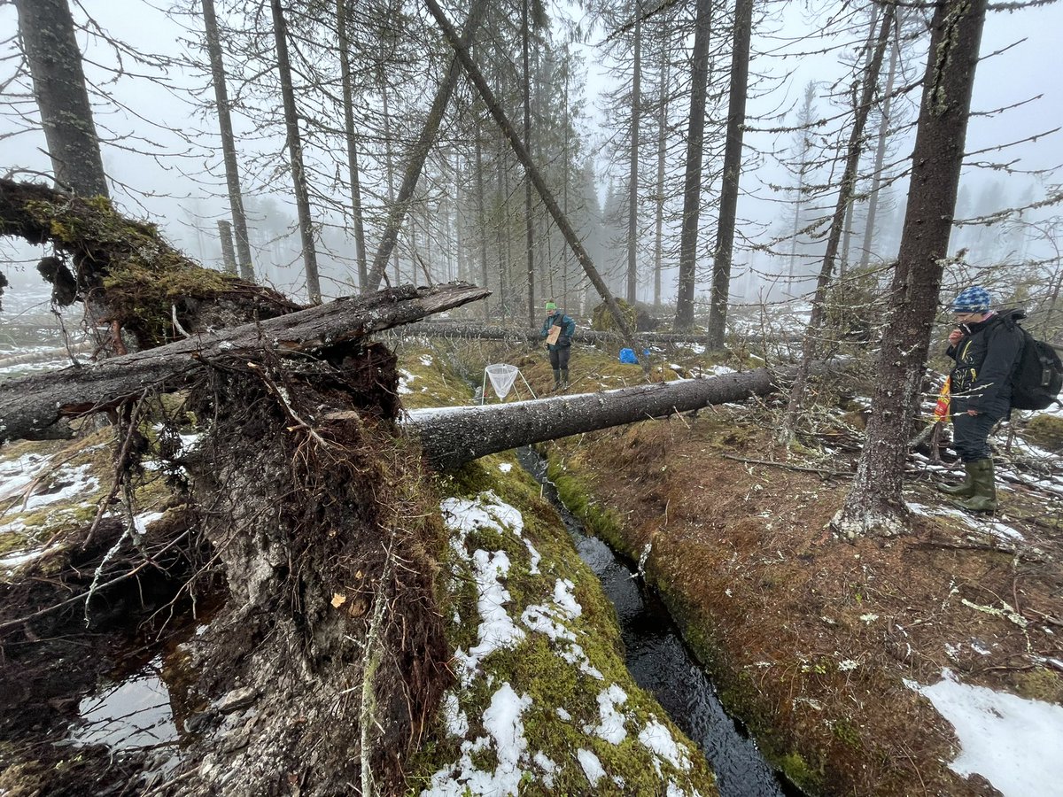 emhasselquist's tweet photo. A magically misty day collecting and closing litter and #sediment traps for the season in our #riparianbuffer experiment at #Trollberget. https://t.co/58T2fRgZ2g
