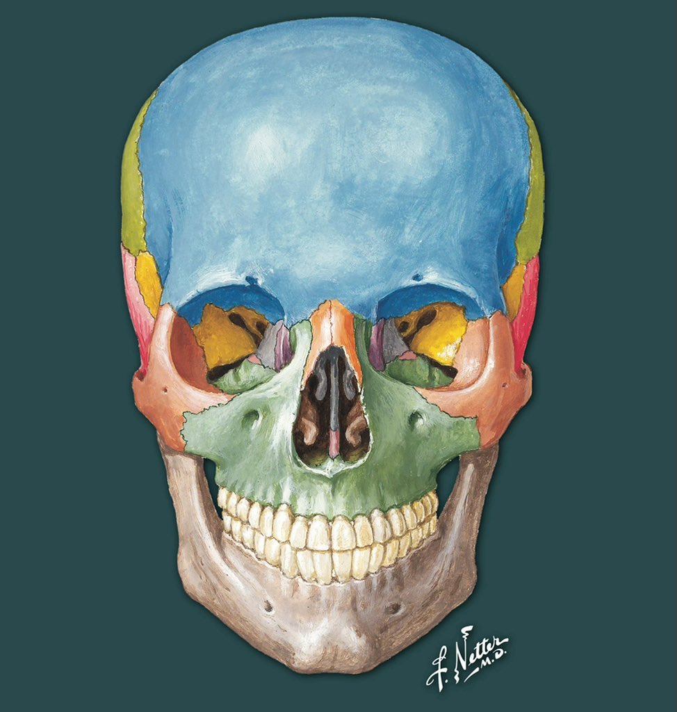 FNetterMD's tweet image. Skeletons are popular decor this time of year, and no one painted them with more accuracy and beauty than Frank Netter, MD! Happy Halloween!