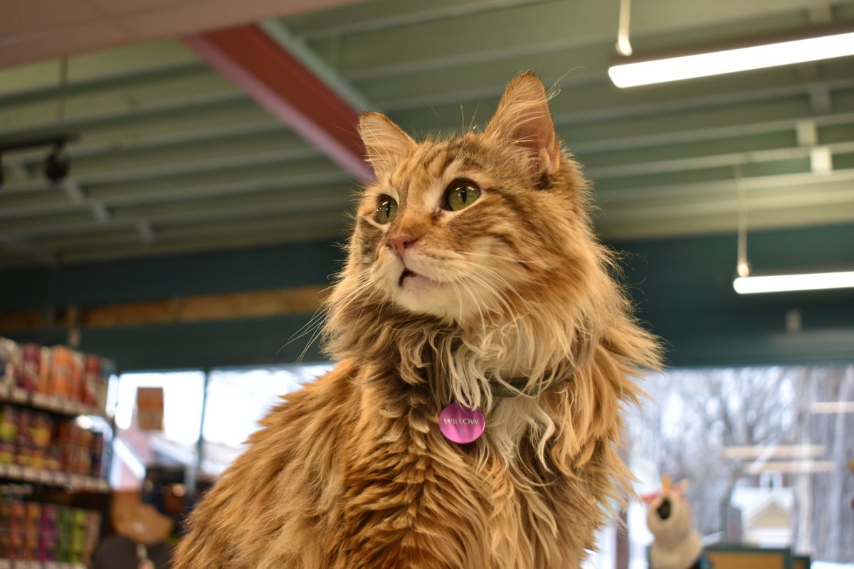 KC's Snarkiest Cat (@SnarkyStoreCat) / Posts / X