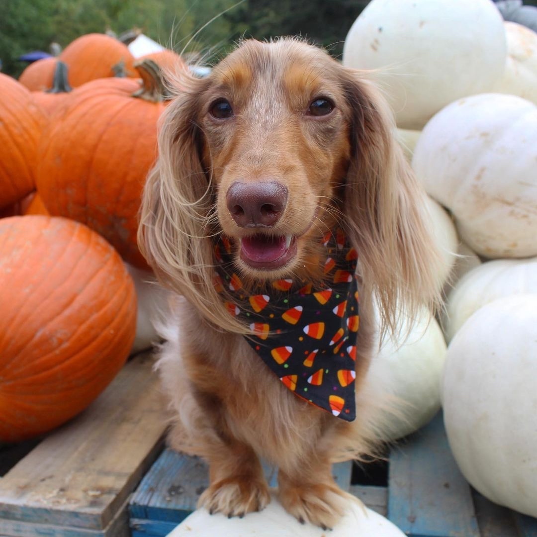 AnimalOrthocare's tweet photo. Some pups aren't into the costume thing for Halloween 🧡 Non-costume outfits count in our costume contest! 🦇
Photo Credit: @roswell_weenie
#aocpethalloween #halloween #costumecontest #petsinclothes #spookypets #monster #scary #pets #aocpet #fall https://t.co/zY7fDObe6O