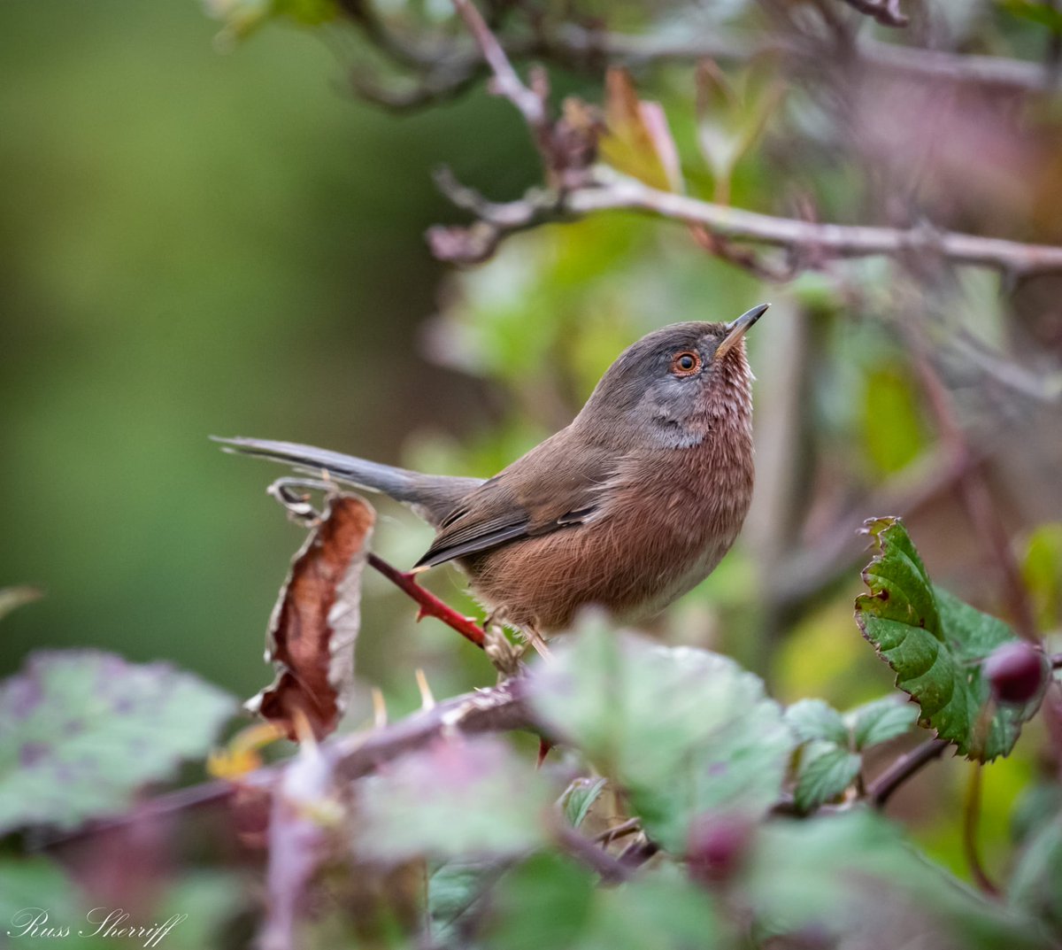 And so as we enter the last weekend of October it is good to see that we still have 5 Cattle &amp; 2 Great Egrets on the marsh &amp; the male Dartford Warbler still singing on the river wall. Pic by Russ Sherriff