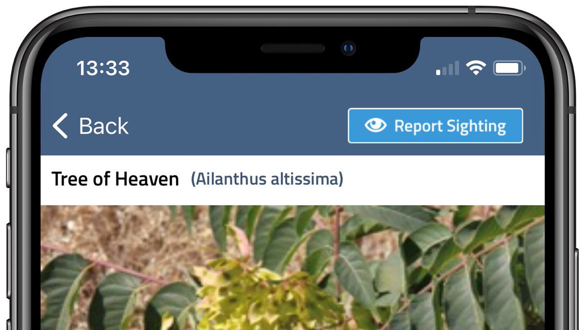 WAinvasives's tweet photo. Believe it or not we have just a couple days of tree-of-heaven census month left. Thanks to you all we’ve received over 380 reports and identified two counties with populations that were previously undetected! If you haven’t submitted your report, now is the time! #WAInvasives https://t.co/sxQOaOOf1H