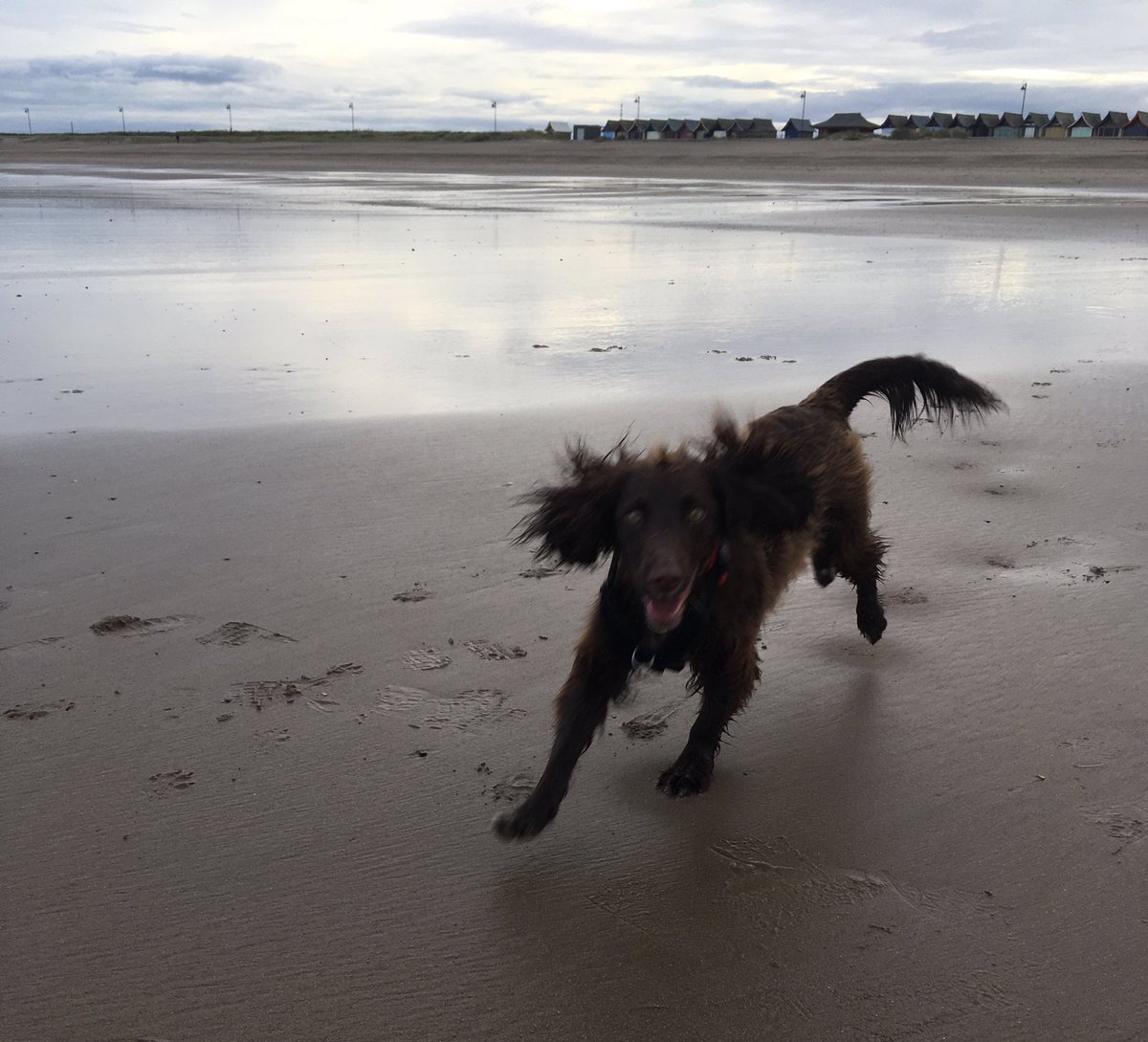 kitbailey's tweet photo. Wide open spaces #Lincolnshire #lifewithstella #houndsoflove #firstbeachtrip https://t.co/ipeCz24KDl