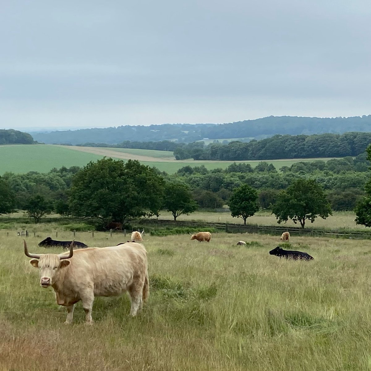 JoeWStanley's tweet image. Oh, look. Cattle grazing a rare SSSI habitat to maintain floral biodiversity.