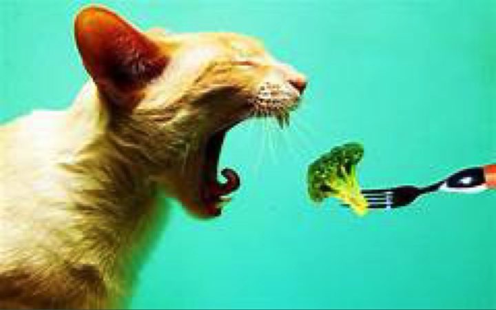 FidoFood's tweet photo. #Celebrating #NationalCatDay at #FIDOPetFoodBank #Cats #Feline #Kitty #Meow #Litterbox #Catfood #catcentric #catlovers #catpeople #housecat #catification #purr #CFA #TICA #kitties #oregoncity #clackamas #catowners #CatsofTwittter #catsupplies #catneeds #cattoys #felinefriend https://t.co/qCGNO1I8Ur