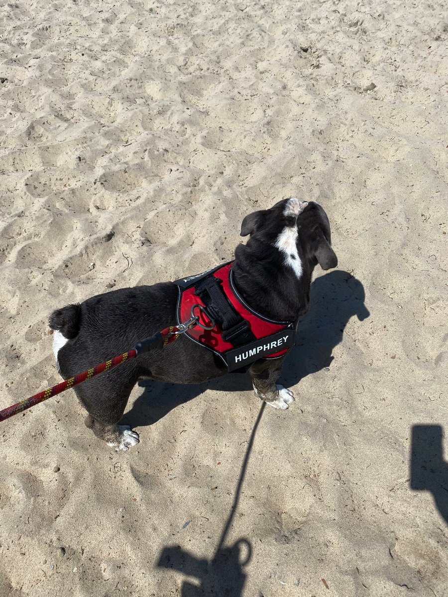 Mom and I went to the beach this morning. I was looking real hard for some zombies, but didn’t see any. Cpl. Humphrey. #ZSHQ