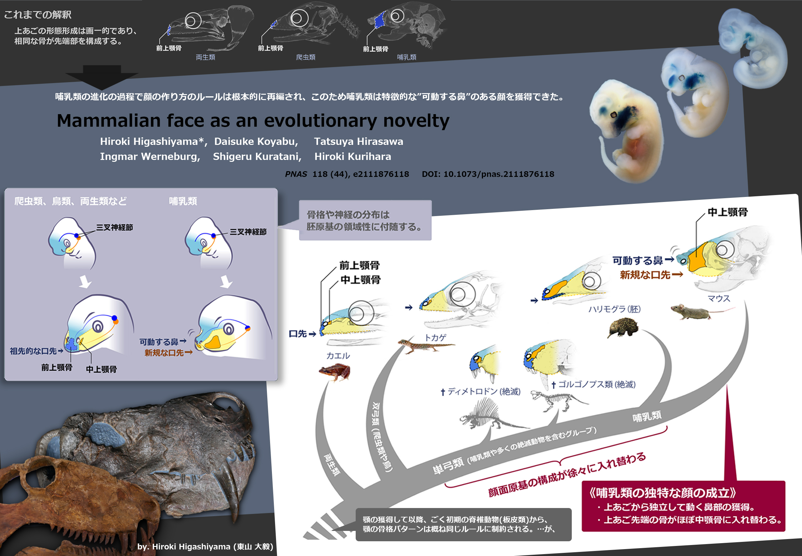 Hiroki Higashiyama 東山 大毅 Our Paper Is Out Therian Mammal S Premaxilla Is Derived From The Maxillary Prominence The Rostral Most Part Of The Upper Jaw In Nonmammalian Tetrapods Corresponds To The