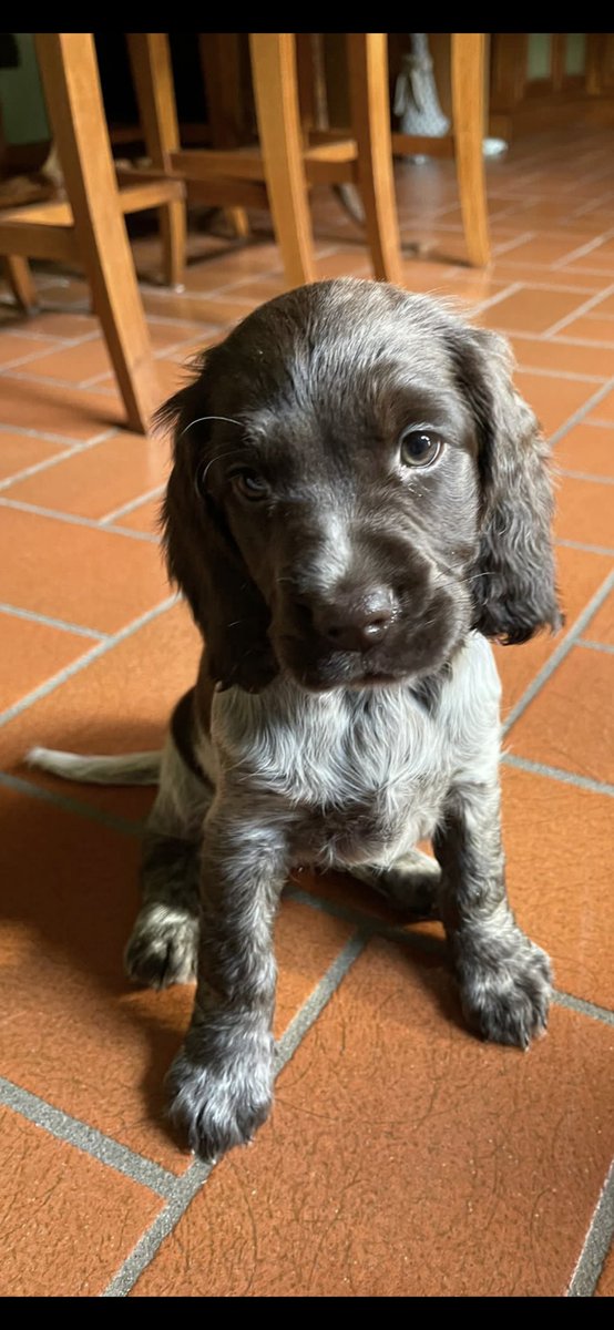 dom_nicet's tweet photo. Nuovo arrivo vi presento Margot https://t.co/gQpFMvULBh