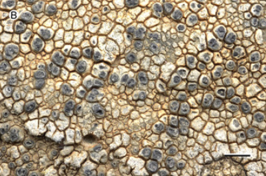 MSU_Herbarium's tweet image. We pulled some #lichen #specimens for Dr. Frances Trail's Mycology class--yesterday was their lichen lab! One of the highlights is a double #holotype--Two new species growing together on a single rock from the Falkland Islands.

tinyurl.com/4f2jypnk 
@TheTrailLab 
2/4