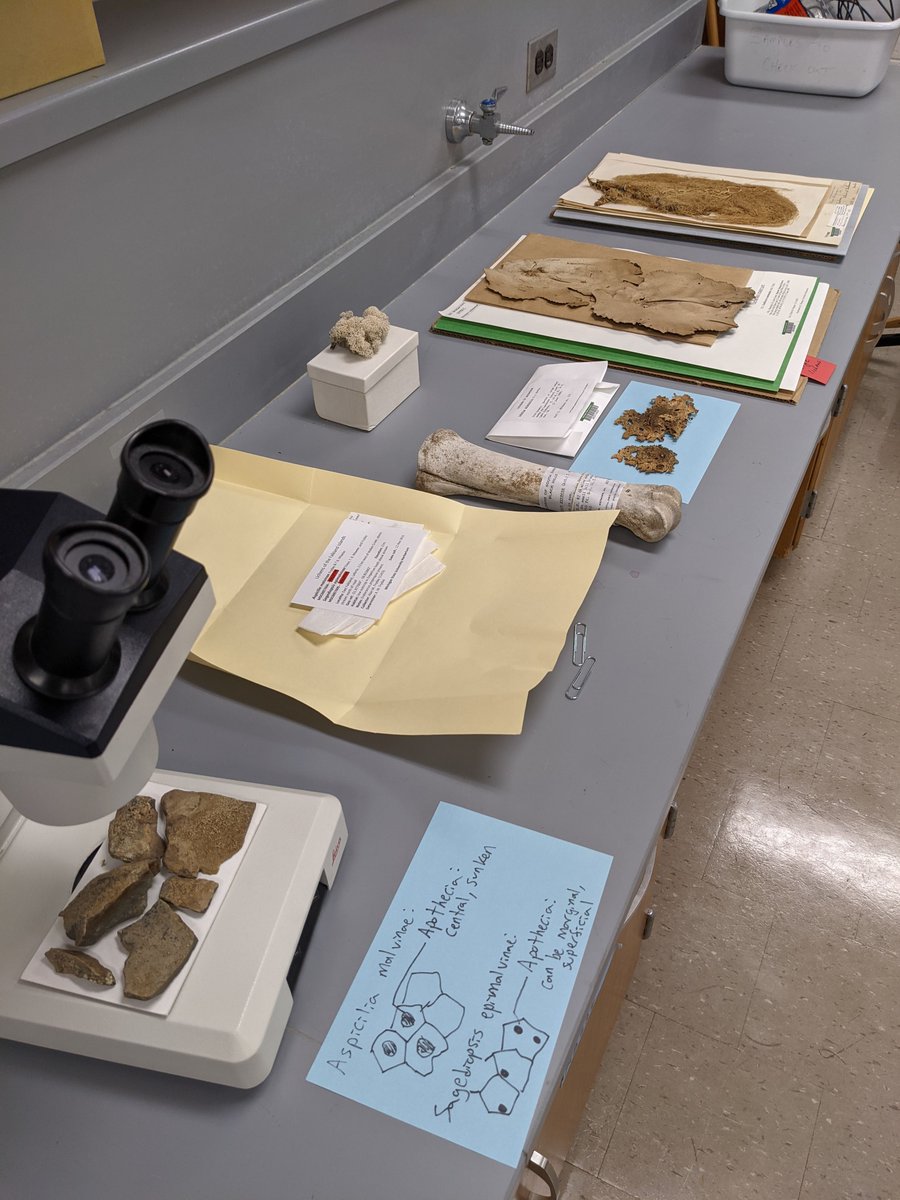 MSU_Herbarium's tweet image. We pulled some #lichen #specimens for Dr. Frances Trail's Mycology class--yesterday was their lichen lab! One of the highlights is a double #holotype--Two new species growing together on a single rock from the Falkland Islands.

tinyurl.com/4f2jypnk 
@TheTrailLab 
2/4