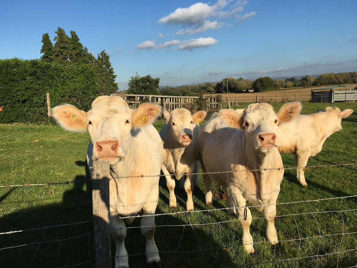 Kathrynstyan's tweet photo. @emlynevan @willpenrievans @BBCTheOneShow #britishcows #britishbeef #cowseatgrass https://t.co/As0pF2RZQZ
