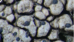 MSU_Herbarium's tweet image. We pulled some #lichen #specimens for Dr. Frances Trail's Mycology class--yesterday was their lichen lab! One of the highlights is a double #holotype--Two new species growing together on a single rock from the Falkland Islands.

tinyurl.com/4f2jypnk 
@TheTrailLab 
2/4