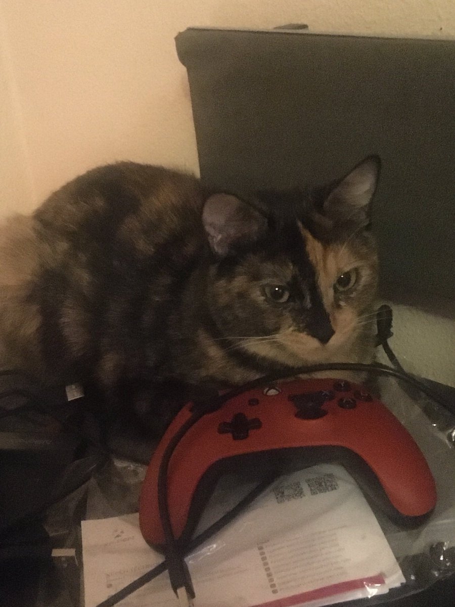 RedSabrie's tweet image. #NationalCatDay