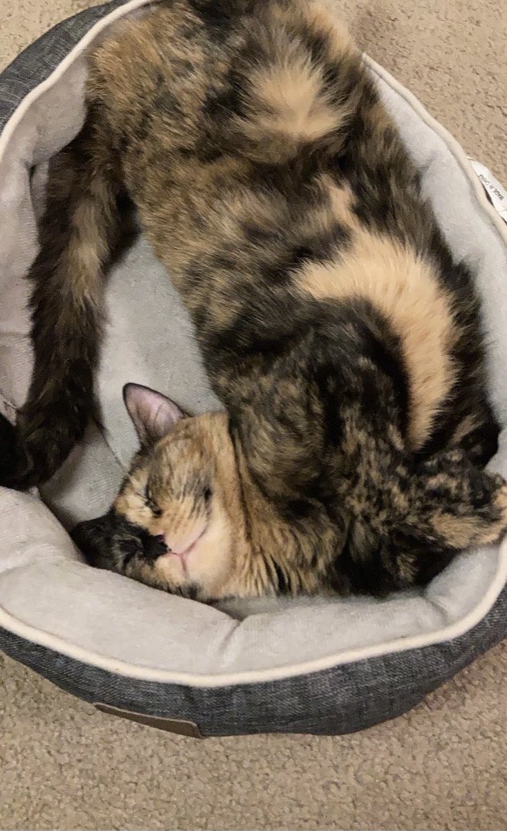 RedSabrie's tweet image. #NationalCatDay