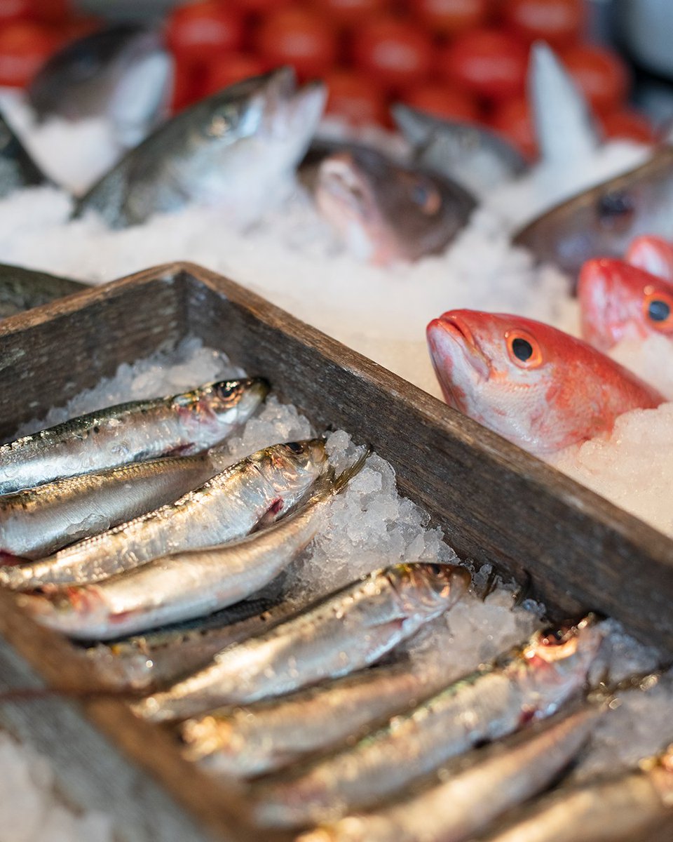 NostosMx's tweet photo. #FreshFishEveryDay es una promesa que cada día hacemos realidad. El pescado nos llega tres veces por día, de manera que lo que exhibimos no tiene más de 18 horas de haberse sacado del agua 🇬🇷 🇲🇽

Menú:https://t.co/pJnqjz7iGC
Pedidos y reservaciones por WhatsApp: 55 8438 1350 https://t.co/wIoqRF0rDh