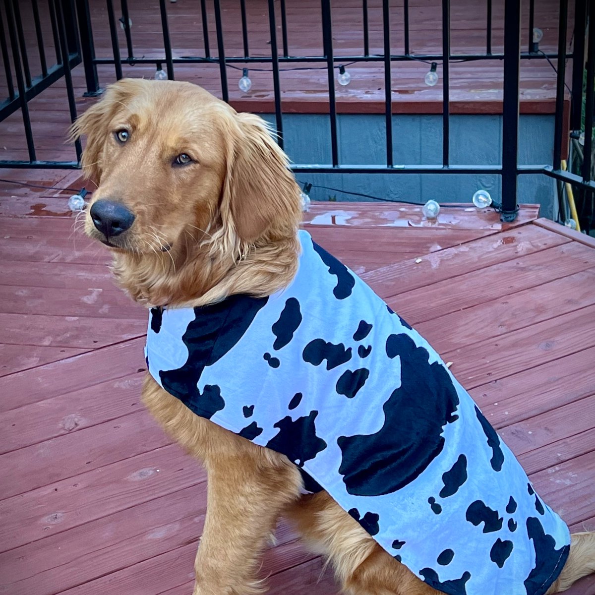 Software Twitter                Finance Twitter
                                  🤝                                 
                     Cache's Costume