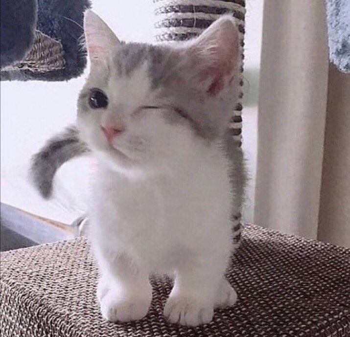 contextpets's tweet image. Wink