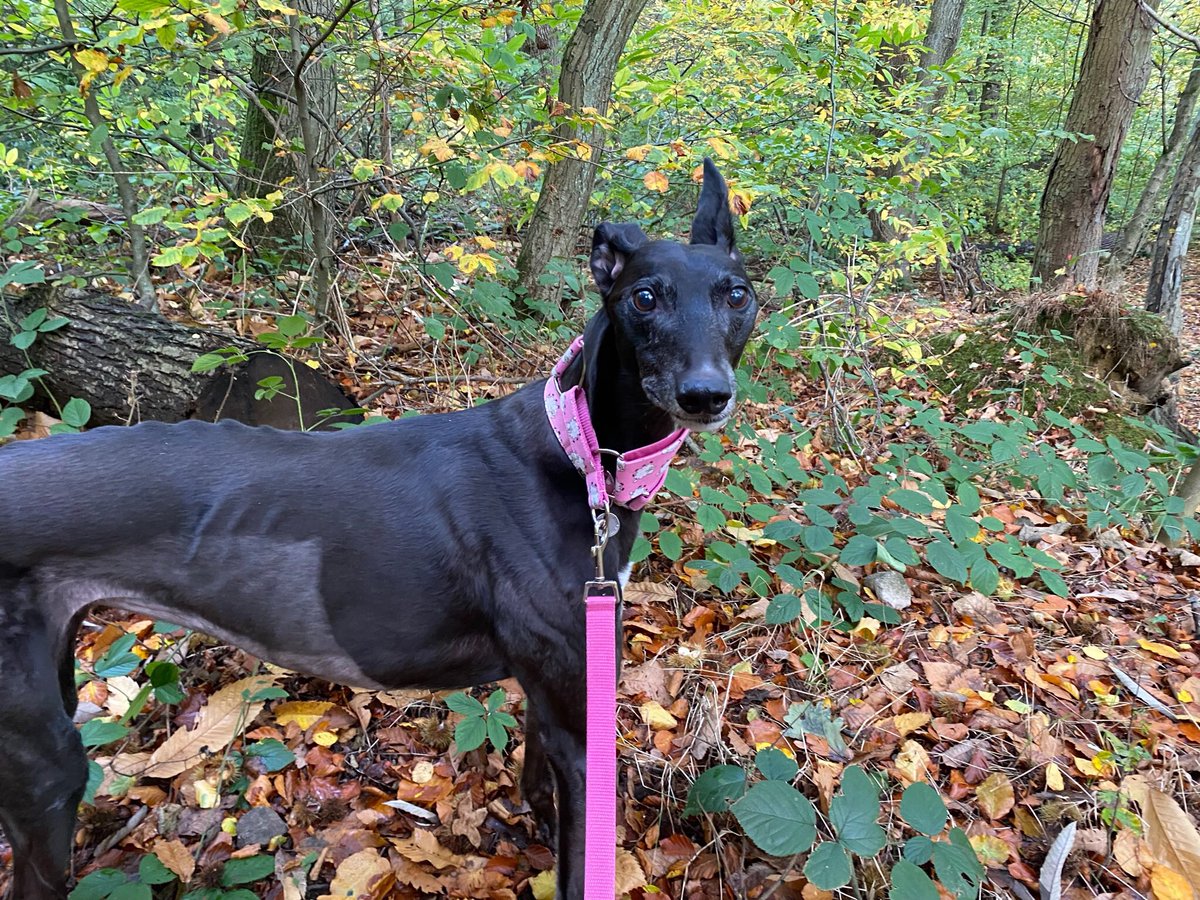 Happy 9th Birthday to our sis Lottie.  The cancer is making her more poorly but she really enjoyed her wobbly potter in the woods with mumster.  #houndoftwitter #dogsoftwitter #cancer