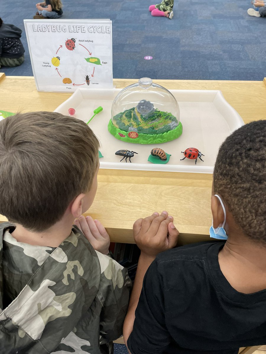 SchertzESLib's tweet photo. The ladybugs have landed!  Our Panthers are learning about the ladybug life cycle in the library. We have ladybug larvae and are looking forward to pupa soon! 🐞🐾 https://t.co/c2CkZrlQEt