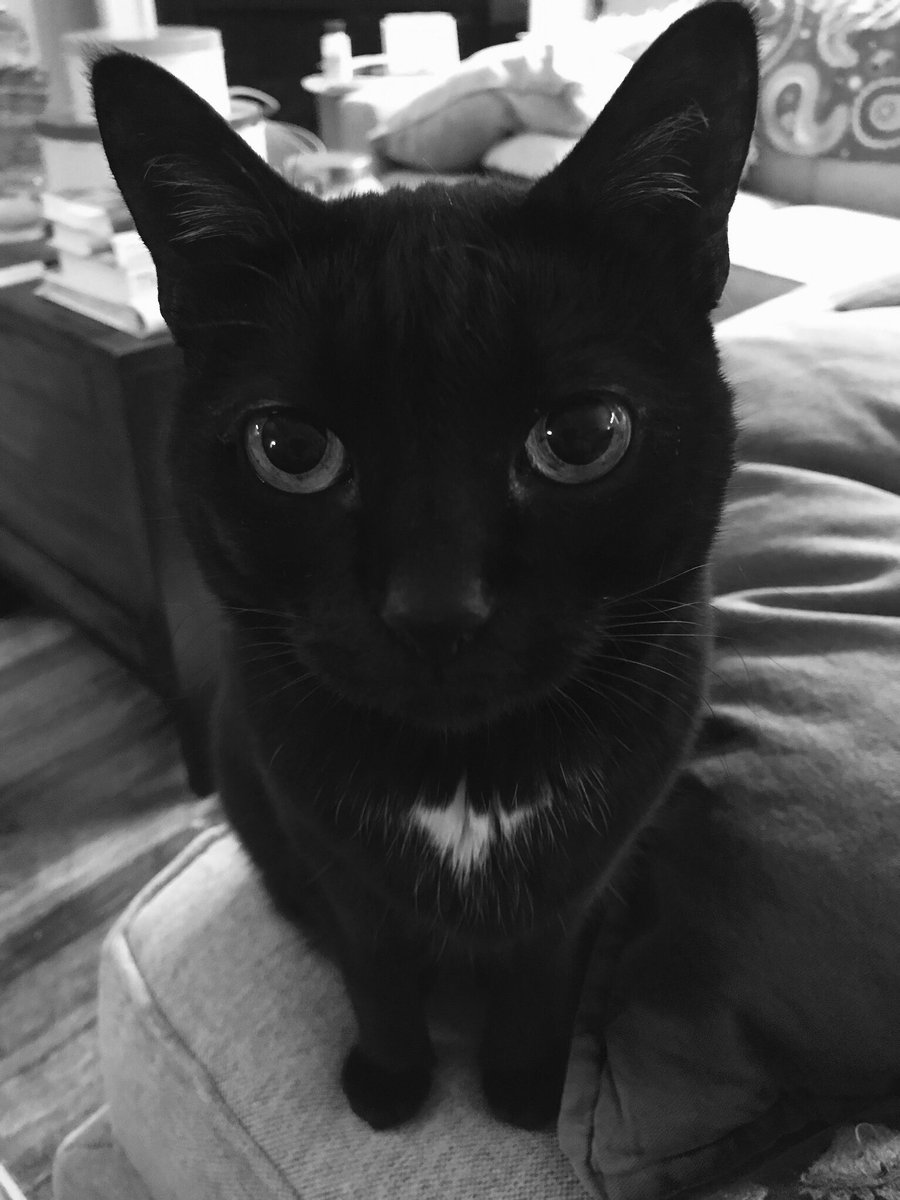 catepeglow's tweet photo. My favorite photo of Corie for #NationalCatDay2021. https://t.co/vcB1nGmnHk