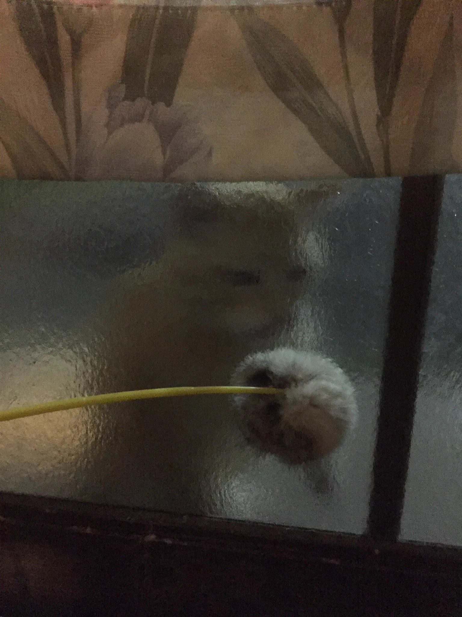 @kyuryuZ あるある‼︎ww
うちのもたまーにワイを閉じ込めるなよみたいな顔される(　ﾟдﾟ)←w
皆さまも同じような境遇をされてらっしゃるw
ボス野良のアルベルト（性別不詳）
飼い猫VSアルベルト 