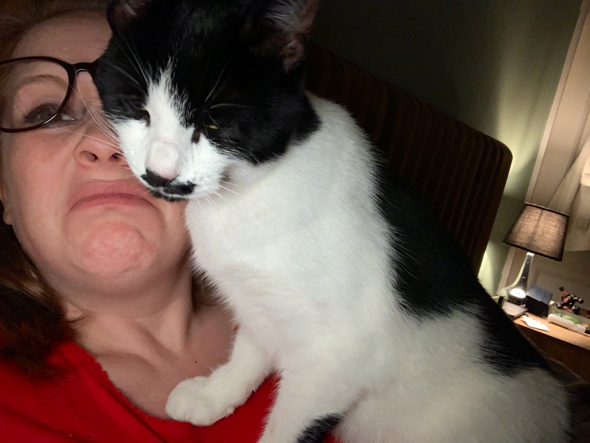 Gingeybites's tweet photo. Here we go again.... ๐ ๐ #closecat https://t.co/EeinbZT82m