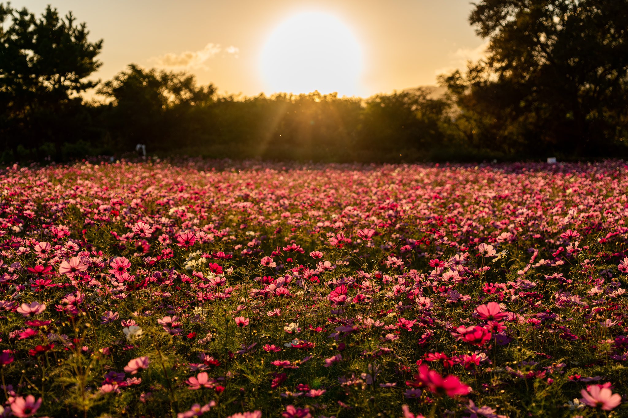 Kaori コスモス 綺麗だった 武庫川コスモス園 武庫川髭の渡しコスモス園 あまがさき武庫川コスモス園 夕陽 秋桜 秋桜21 キリトリセカイ 東京カメラ部 ファインダー越しの私の世界 T Co Evqvioqpoi Twitter