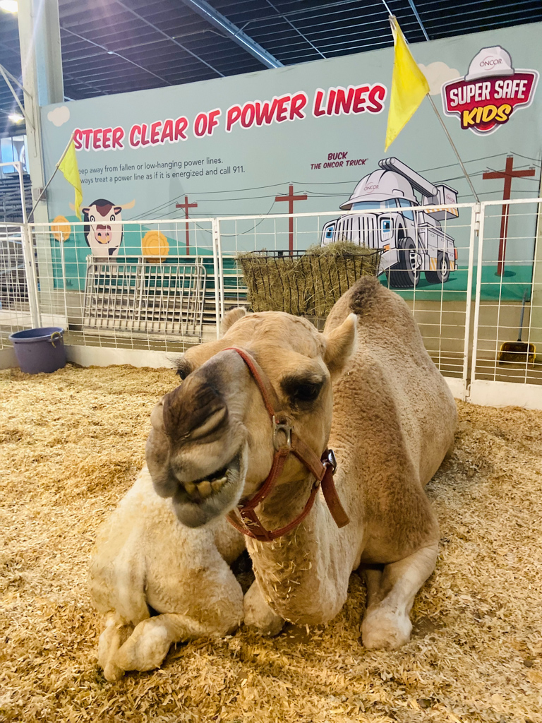 Designing assets for <a href="/oncor/">Oncor</a>'s sponsorship of the <a href="/StateFairOfTX/">State Fair of Texas</a> petting zoo was a 2021 highlight. We leveraged Oncor’s messaging &amp; our Texas-sized creativity to create 4 area panels, stroller parking graphics, an exit graphic with Super Safe Kids characters and handheld fans.