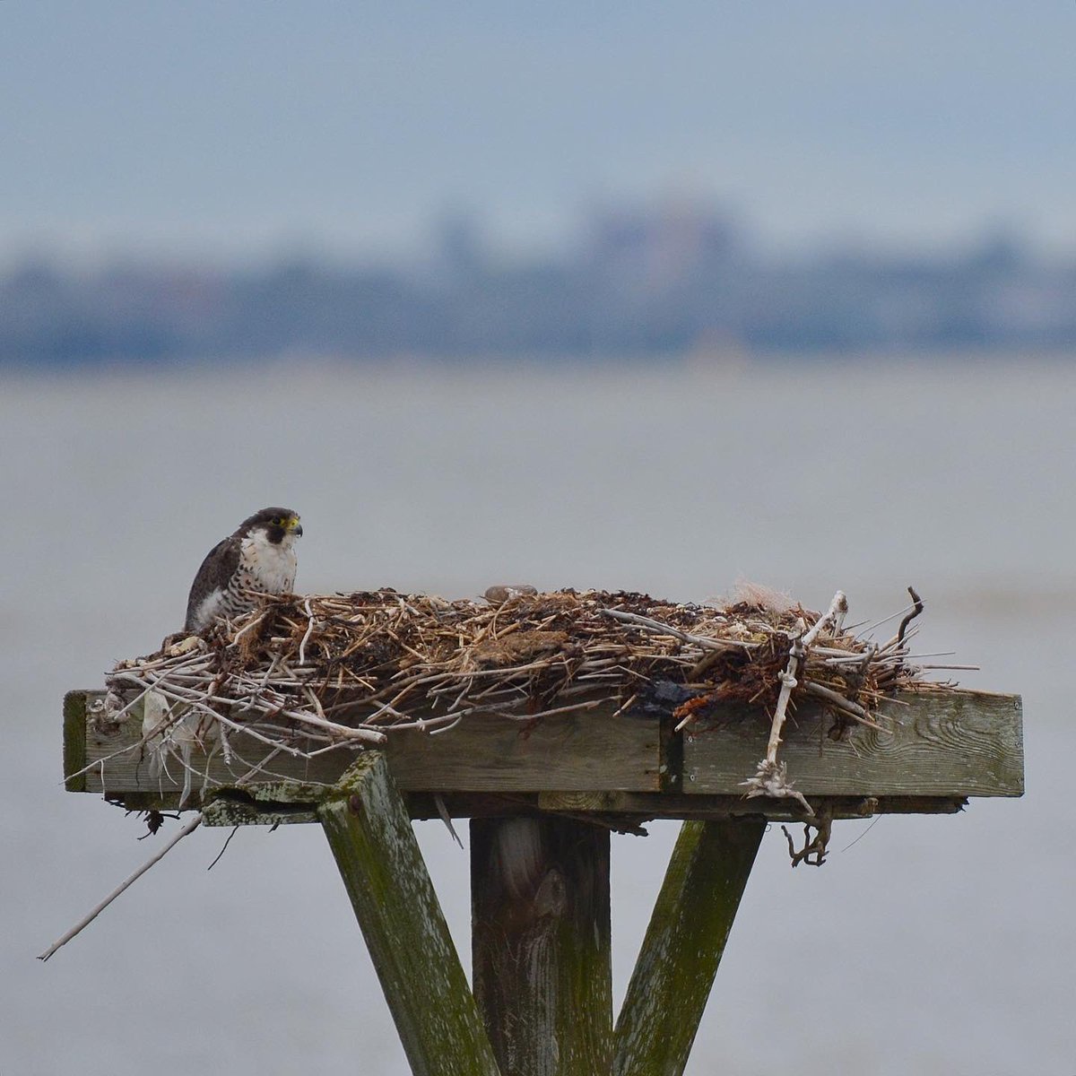 zgillespiephoto's tweet photo. Peregrine Falcon
Spotted this guy poking around these osprey nests, trying to decide which one to steal.
#peregrinefalcon #falcon #raptor #birdsofnewjersey #njaudubon #usfishandwildlifeservice #usfws #edwinbforsythenationalwildliferefuge #birdwatching #birding #birdphotography https://t.co/Kn6oZevr1T