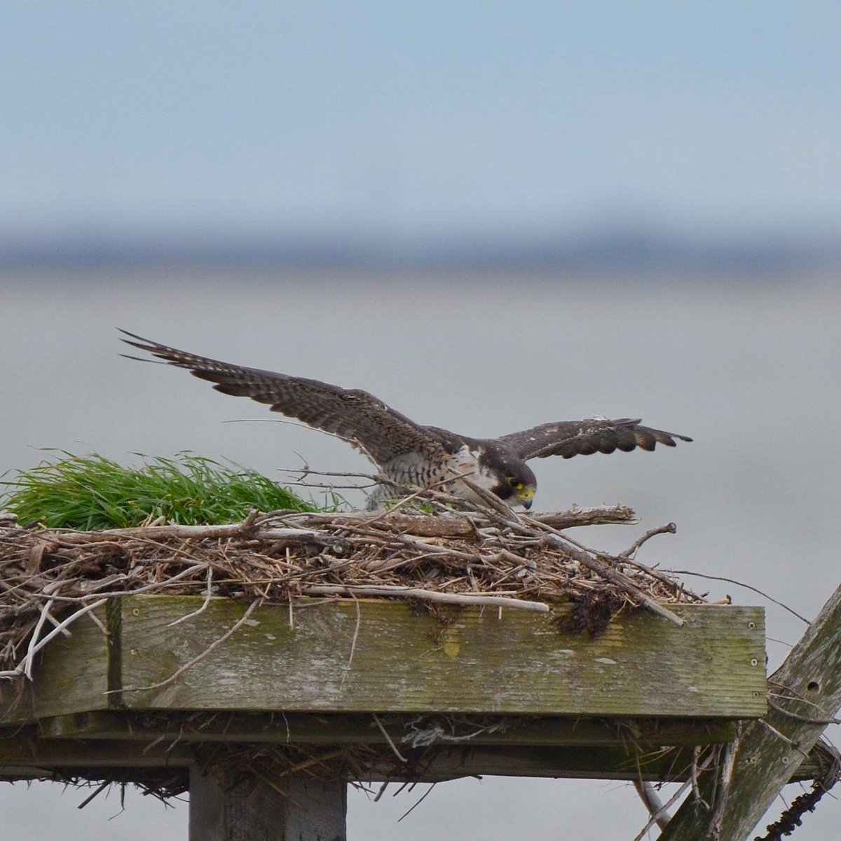 zgillespiephoto's tweet photo. Peregrine Falcon
Spotted this guy poking around these osprey nests, trying to decide which one to steal.
#peregrinefalcon #falcon #raptor #birdsofnewjersey #njaudubon #usfishandwildlifeservice #usfws #edwinbforsythenationalwildliferefuge #birdwatching #birding #birdphotography https://t.co/Kn6oZevr1T
