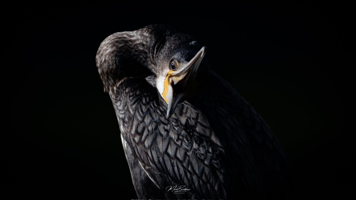 #appicoftheweek