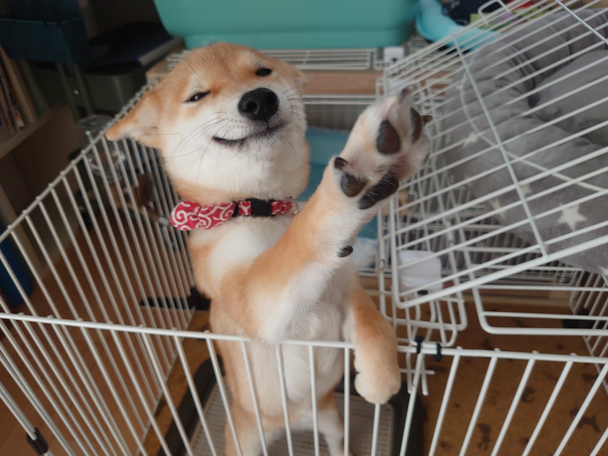 柴犬shibainuこむぎu ｪ U にこにこむぎ 最近手招きを習得しました 柴犬 しばいぬ 子犬 にこにこ 笑顔の犬 スマイル犬 手でおいでーってするよ T Co Owyxqwciui Twitter