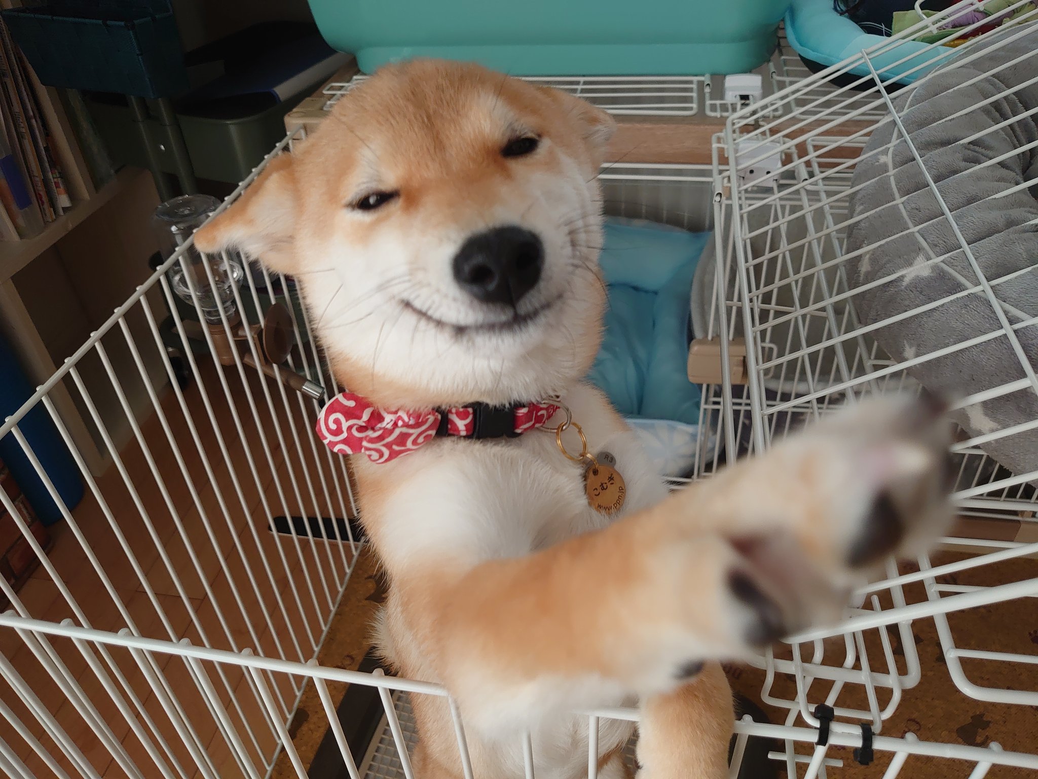 柴犬shibainuこむぎu ｪ U にこにこむぎ 最近手招きを習得しました 柴犬 しばいぬ 子犬 にこにこ 笑顔の犬 スマイル犬 手でおいでーってするよ T Co Owyxqwciui Twitter
