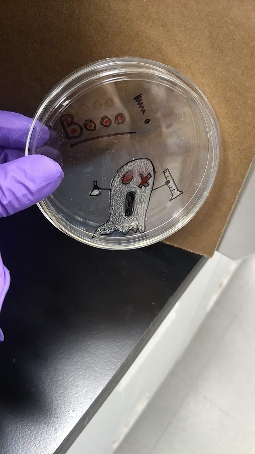 Lluniz's tweet image. Found a spooky #bacteria #ghost transformation in the Lab!!! @LabYoule #GlowintheDark #halloween2021 #GFP #ScienceIsFun 👻🎃💀