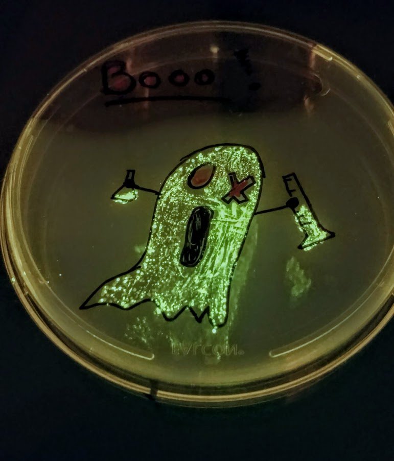 Lluniz's tweet image. Found a spooky #bacteria #ghost transformation in the Lab!!! @LabYoule #GlowintheDark #halloween2021 #GFP #ScienceIsFun 👻🎃💀
