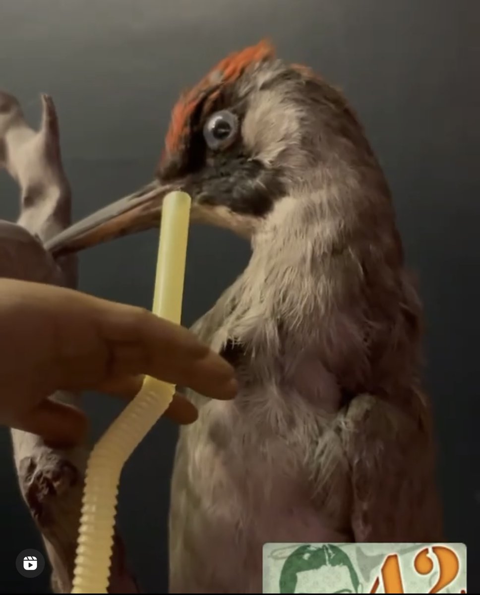 tinyhousebar tweet media