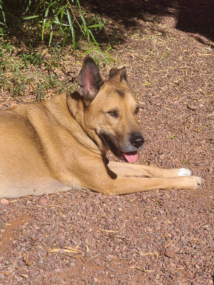 The desert heat has gone from unbearable to pleasant. Nice 👌#arizona